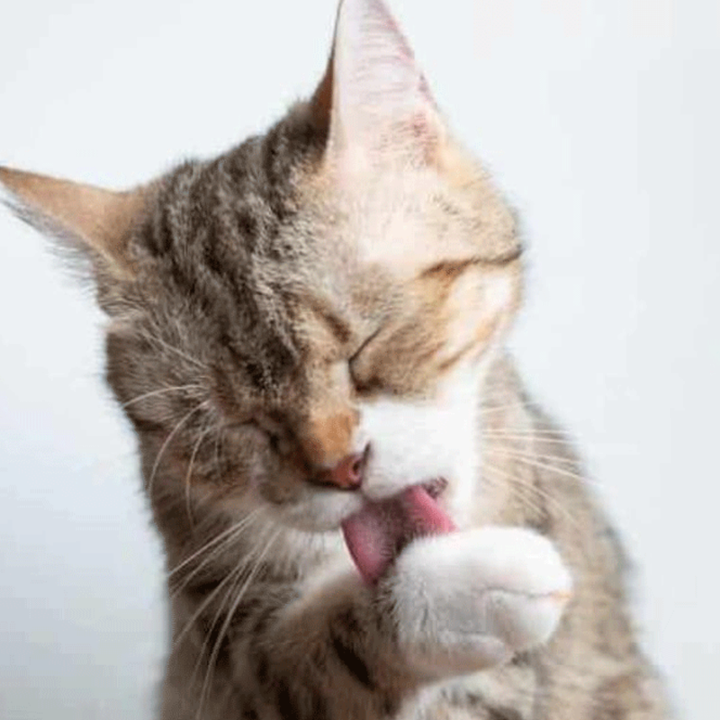 TODO HIGIENE GATOS