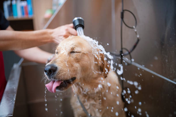 shampoo y jabón