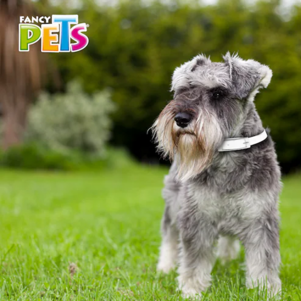 Collar antipulgas para cachorro y perro CH Fancy Pets