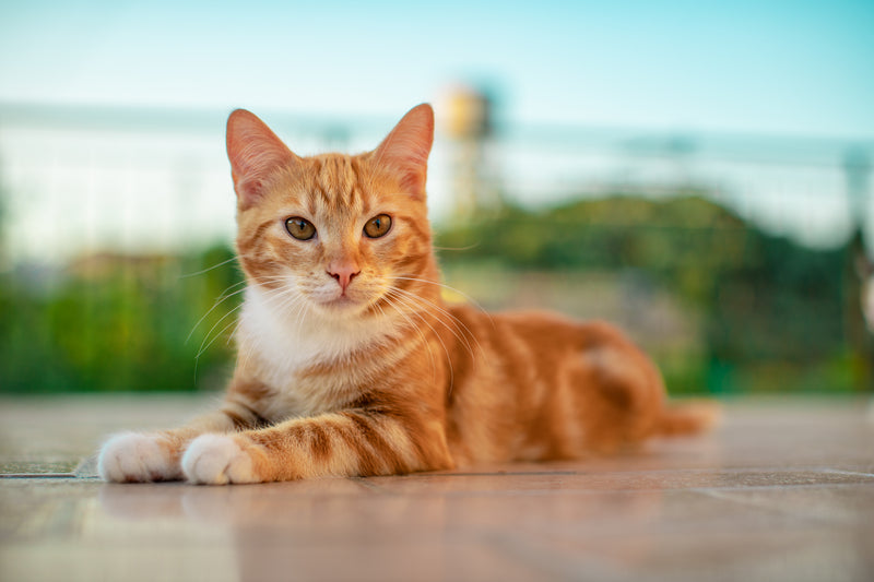TODO GATOS